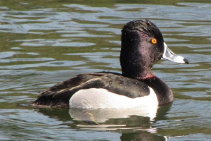 Рыкля та його життя в природі Рыкля та його життя в природі